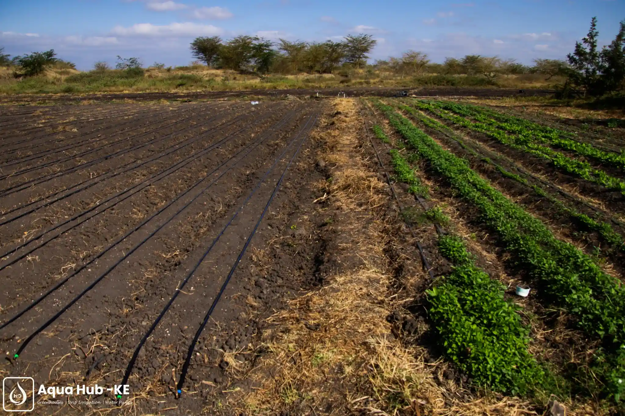 Drip lines setup for vegetable farming