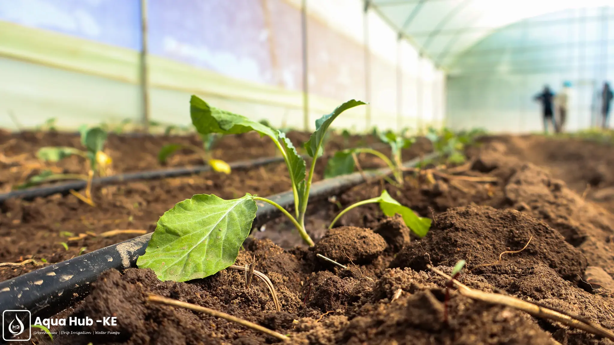 Crop growing in a greenhouse under drip irrigation