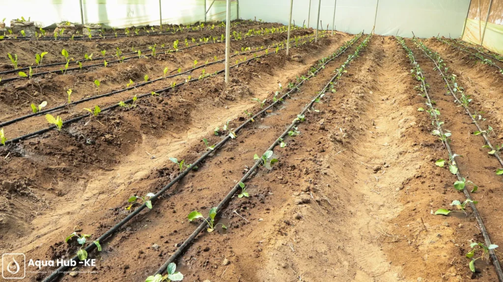 Crops growing inside a controlled environment in Kenya