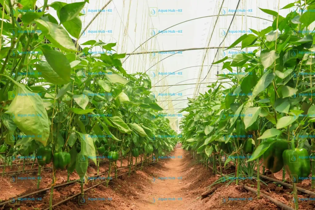 Capsicum growing under greenhouse by Aqua Hub Kenya