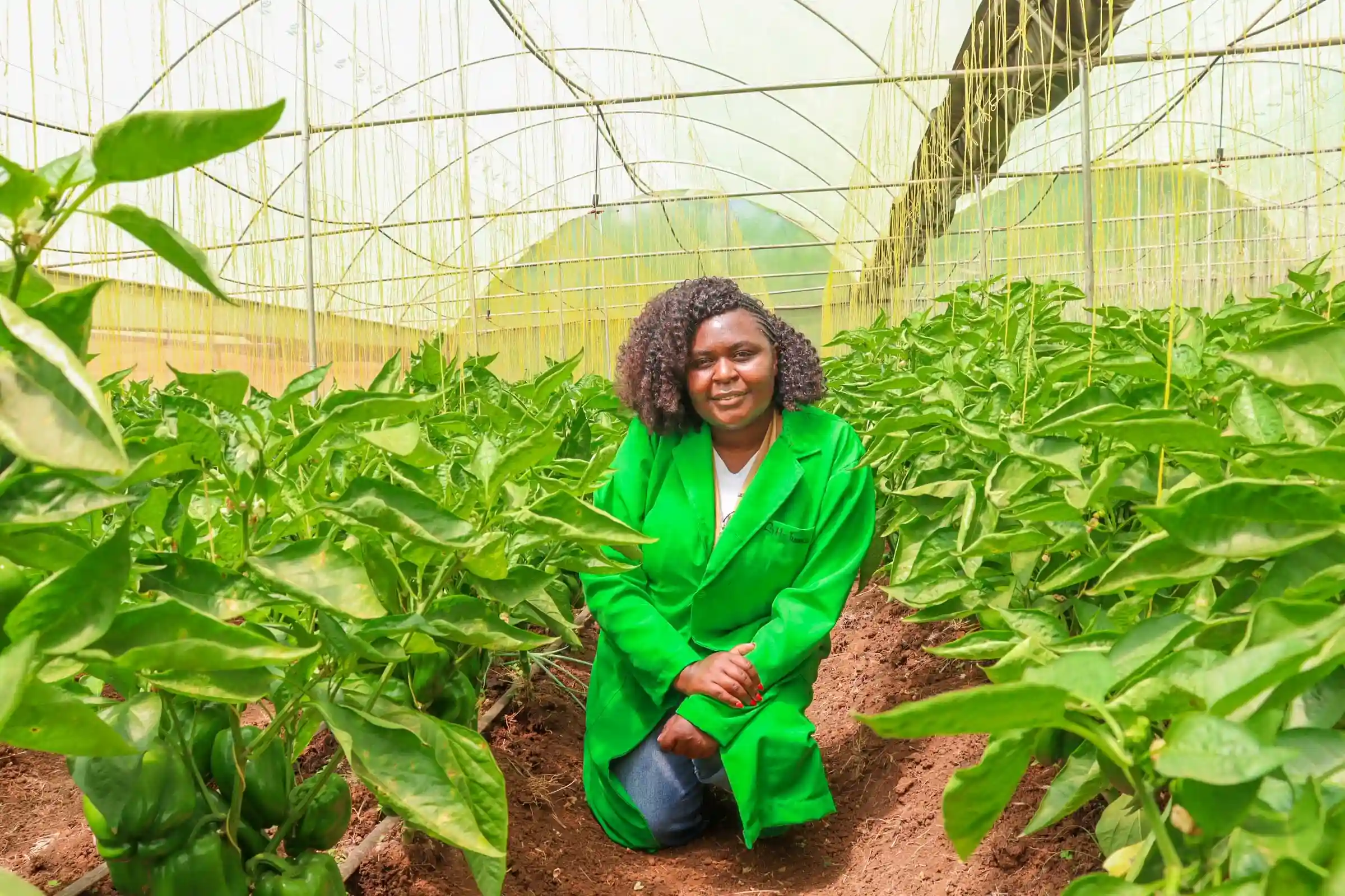 Greenhouse Capsicum Farming