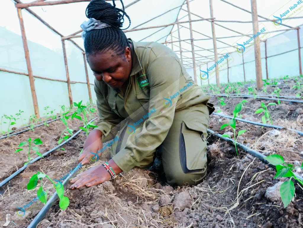 Drip kits installation by Aqua Hub Kenya in greenhouse