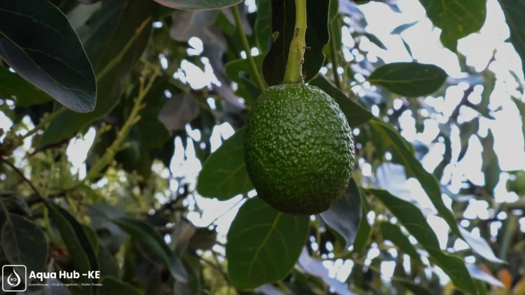Hass avocadoes