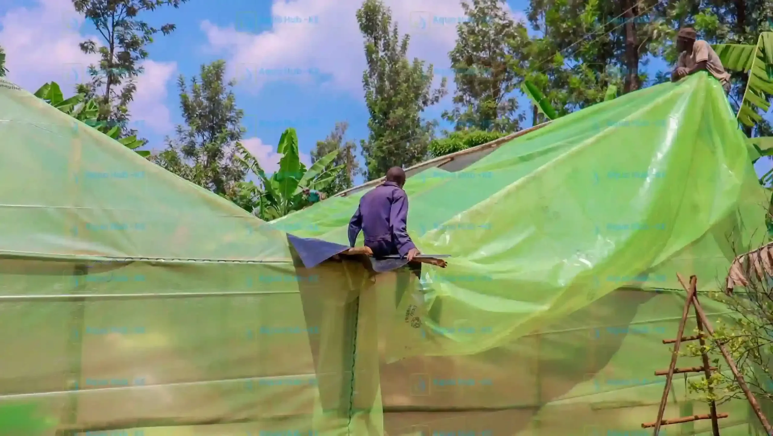 Wooden greenhouse roof fixing in Kenya