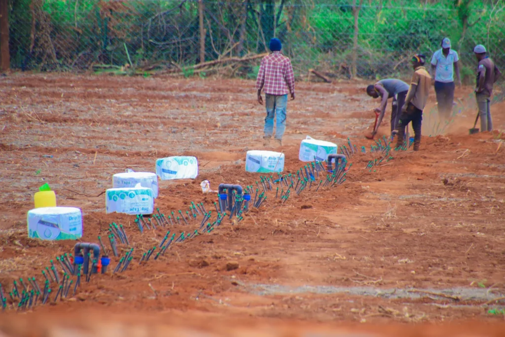 Drip Irrigation system installation