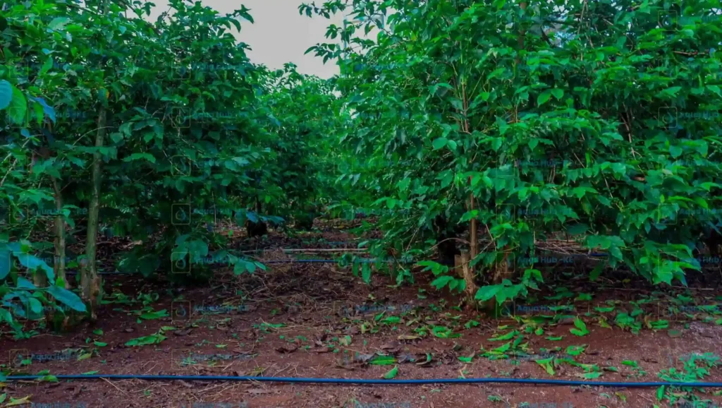 Coffee farming using modern irrigation