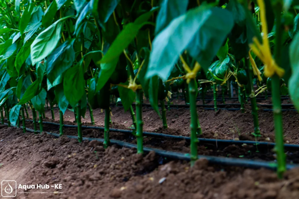 Capsicum crops growing in greenhouse facility