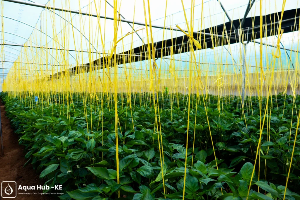 How trellising should be done in a capsicum greenhouse