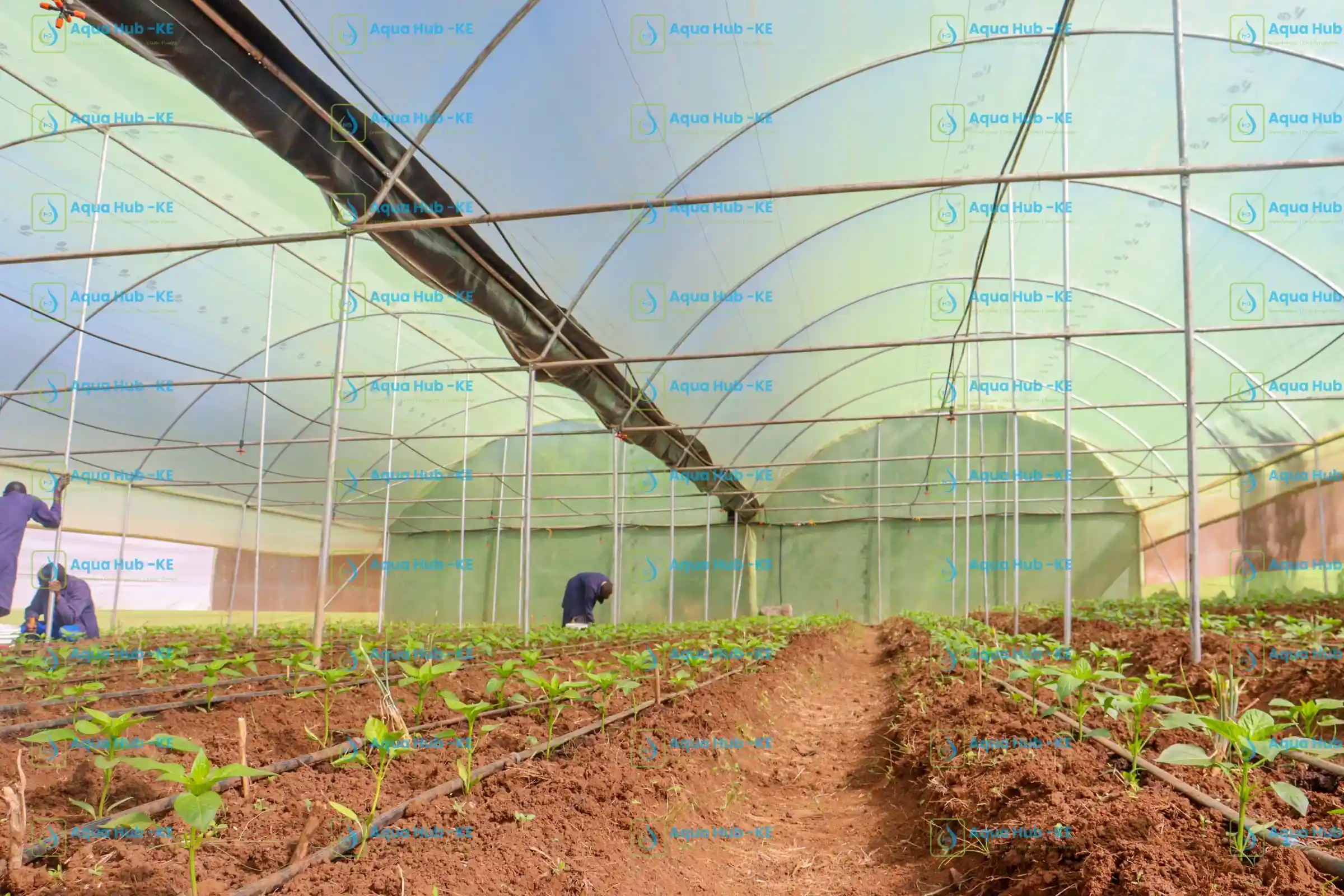 Greenhouse setup for crops in Kenya