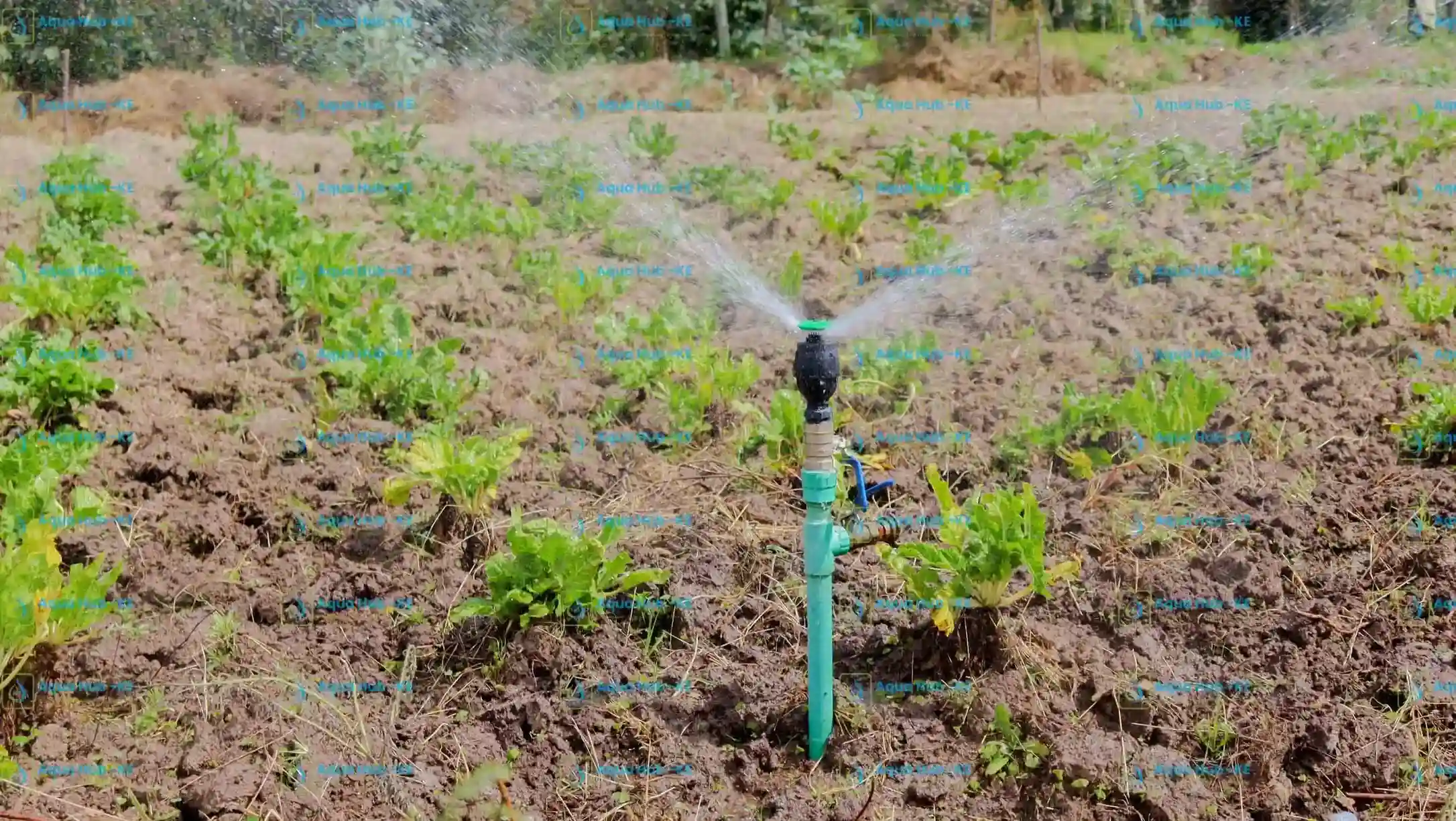 Sprinkler irrigating crops on a farm in Kenya