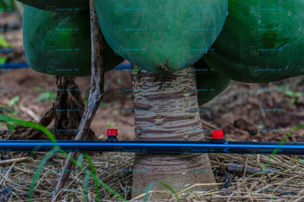 Paw paw irrigation system by Aqua Hub