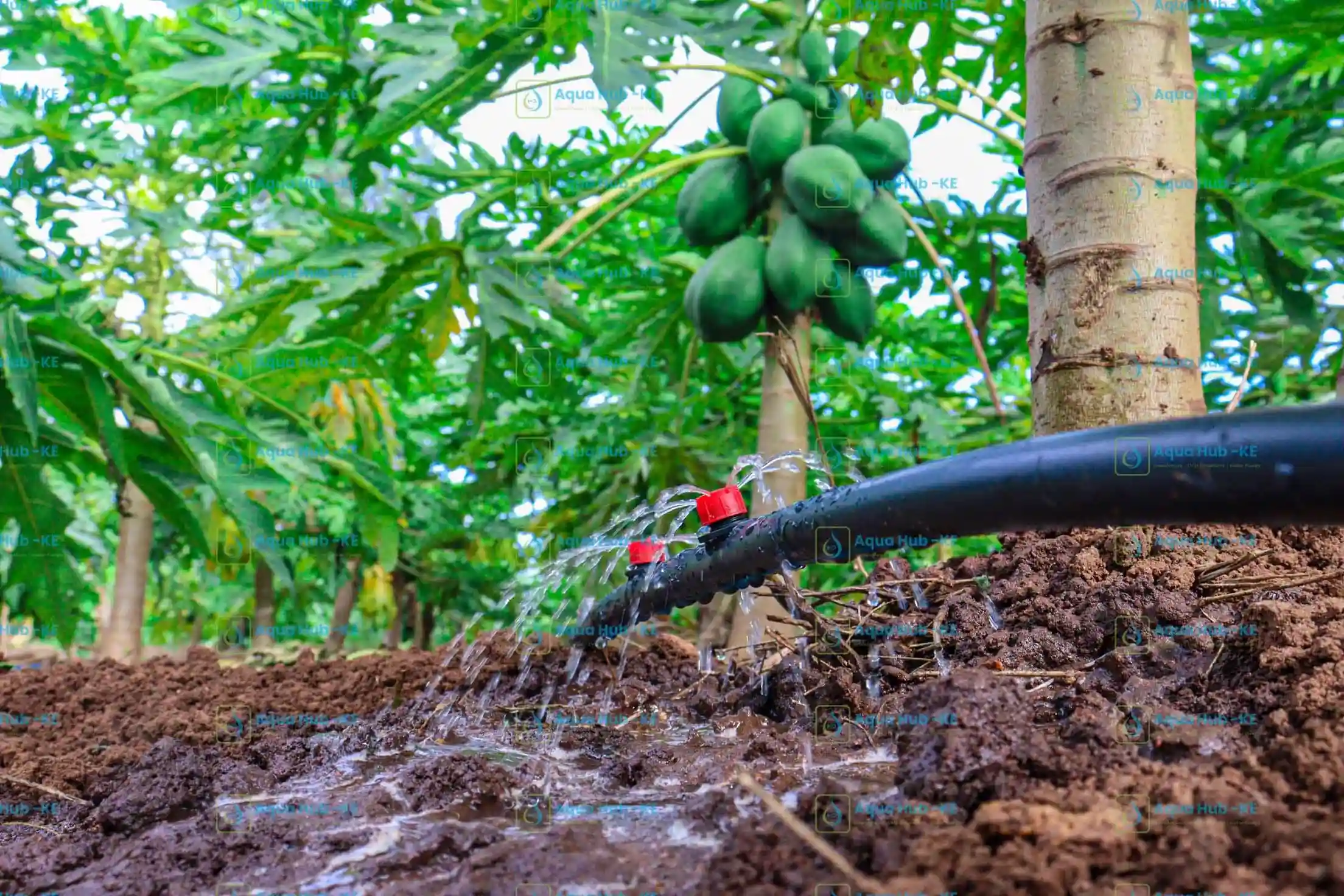 Button drippers for growing pawpaw