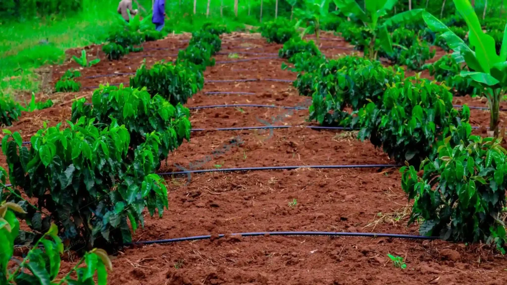 Aqua Hub Kenya modern irrigation for coffee farms