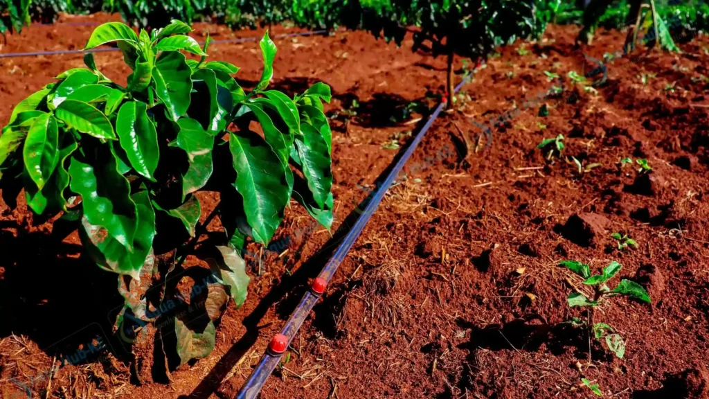 Modern drip irrigation for coffee farming