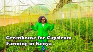 Greenhouse for Capsicum Farming in Kenya