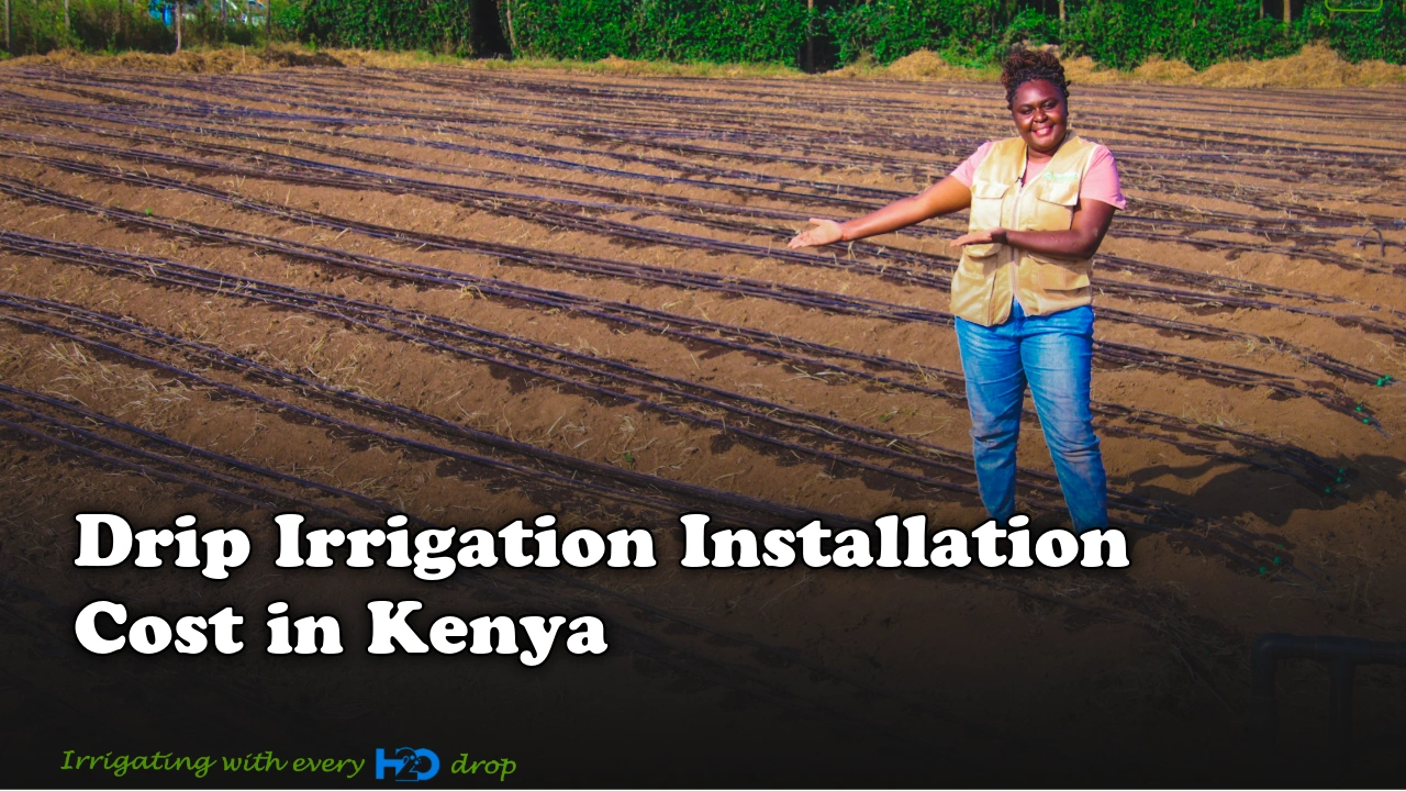 Drip Irrigation Installation Cost in Kenya