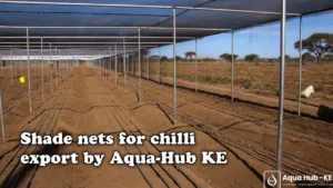 Shade nets for chilli export