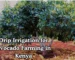 Drip Irrigation for Avocado Farming in Kenya