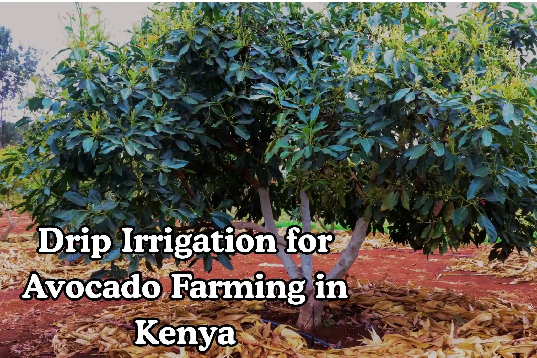 Drip Irrigation for Avocado Farming in Kenya