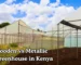 Metallic vs wooden greenhouses in Kenya