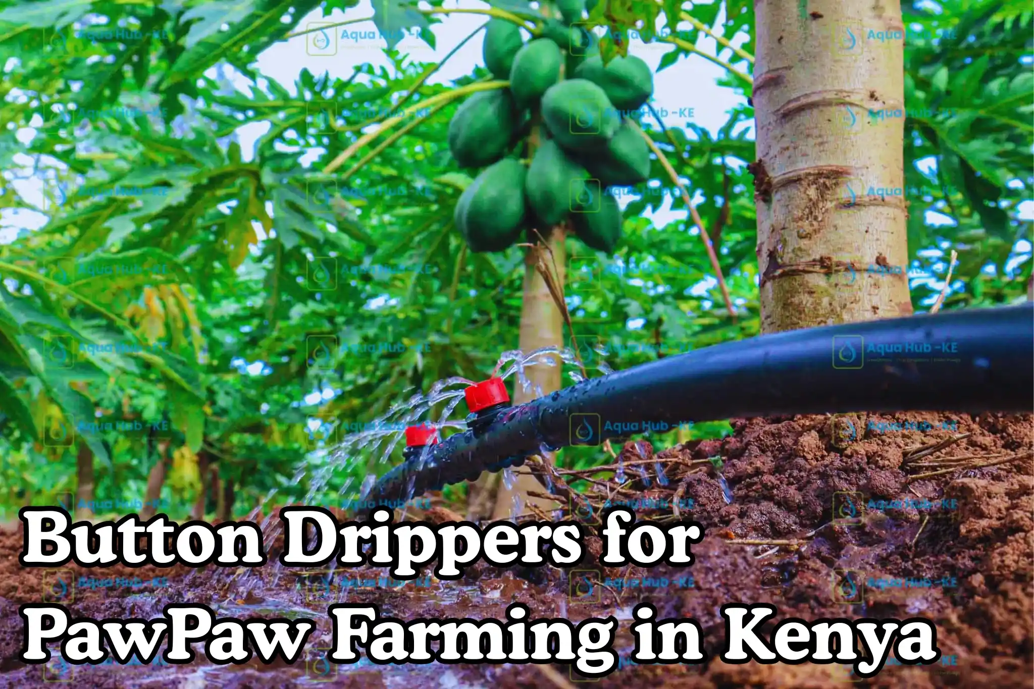 Button drippers for pawpaw farming in Kenya