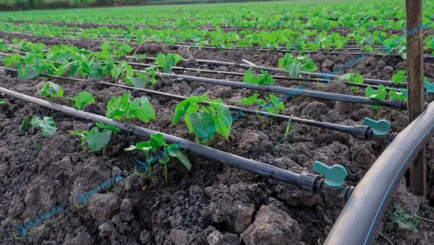Bean farming in Kenya by Aqua Hub