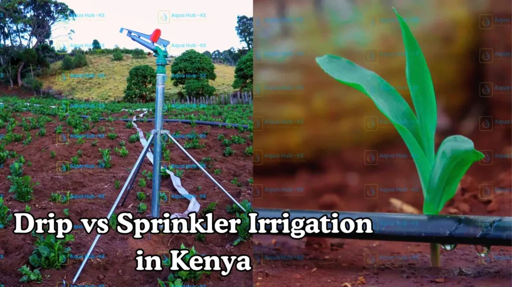 Drip vs Sprinkler Irrigation in Kenya
