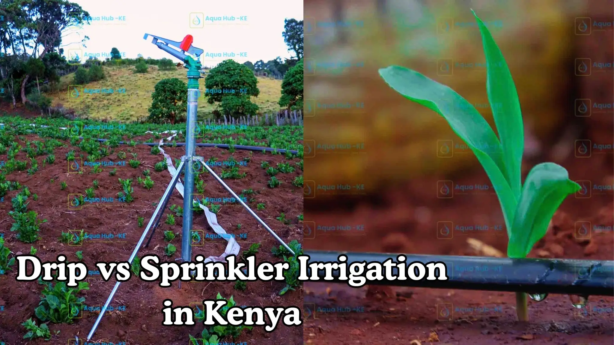 Drip vs Sprinkler Irrigation in Kenya
