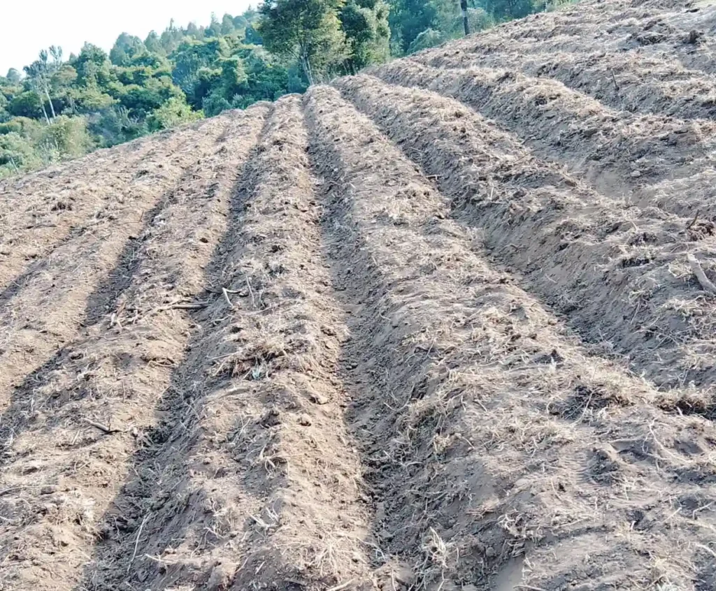 Narok Siyiapei farm before drip irrigation installation
