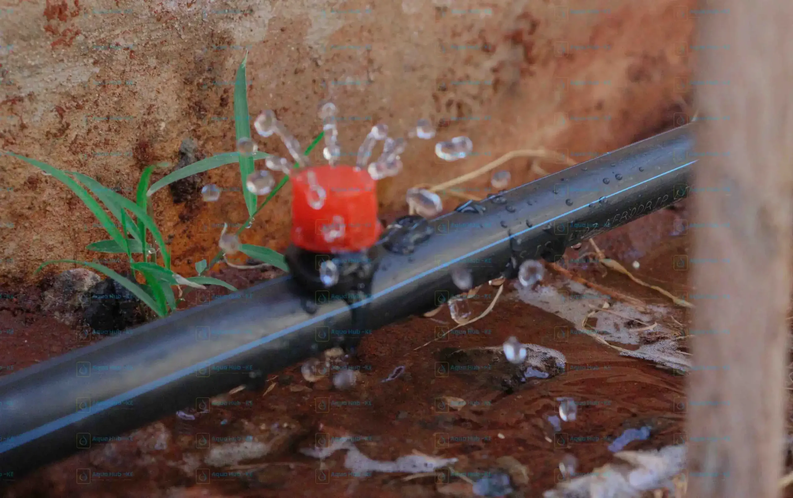 Aqua Hub Kenya installs the best button drippers