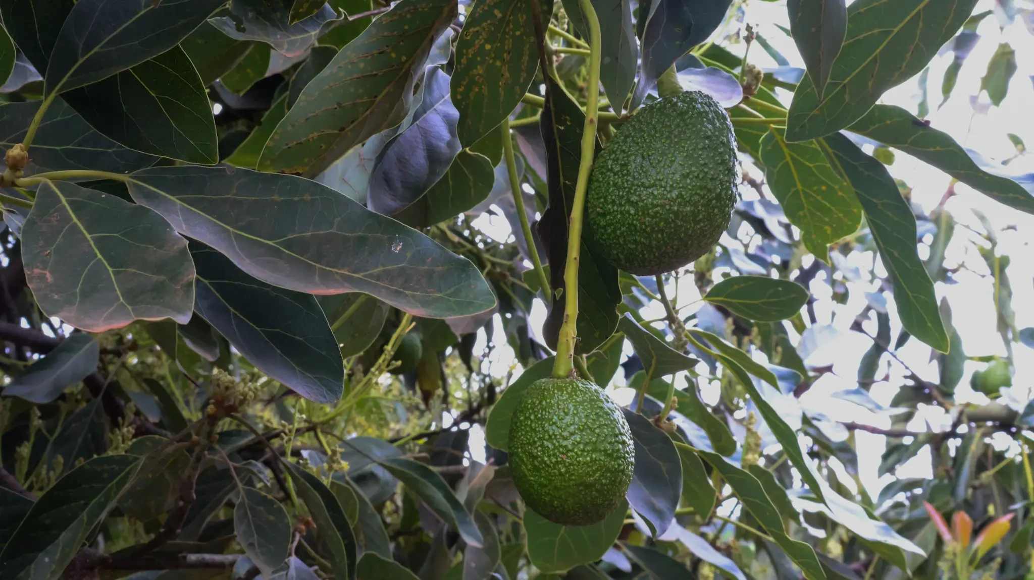 Drip irrigation for avocado farming in Kenya