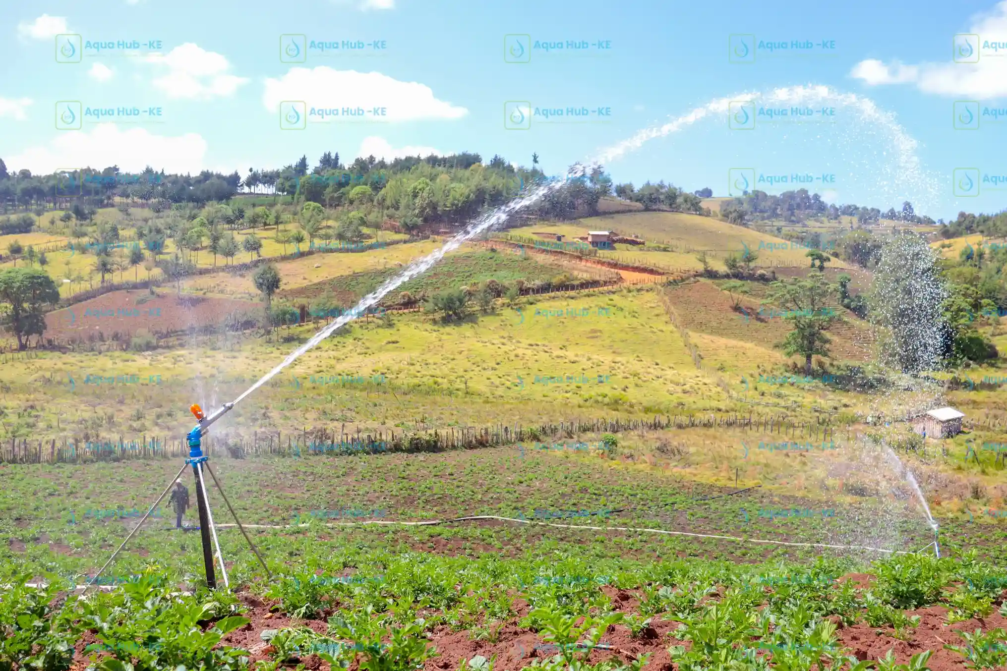 Sprinkler irrigation for crops by Aqua Hub Kenya