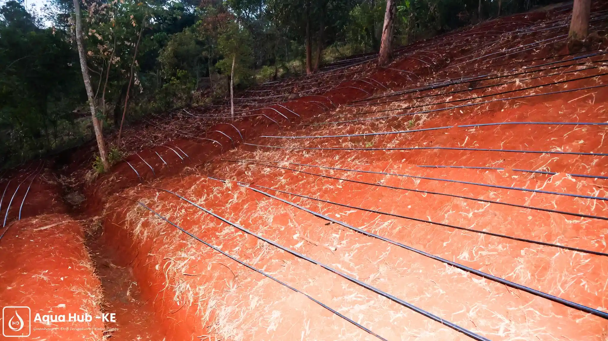 Affordable drip irrigation system for hillside farming by Aqua Hub kenya