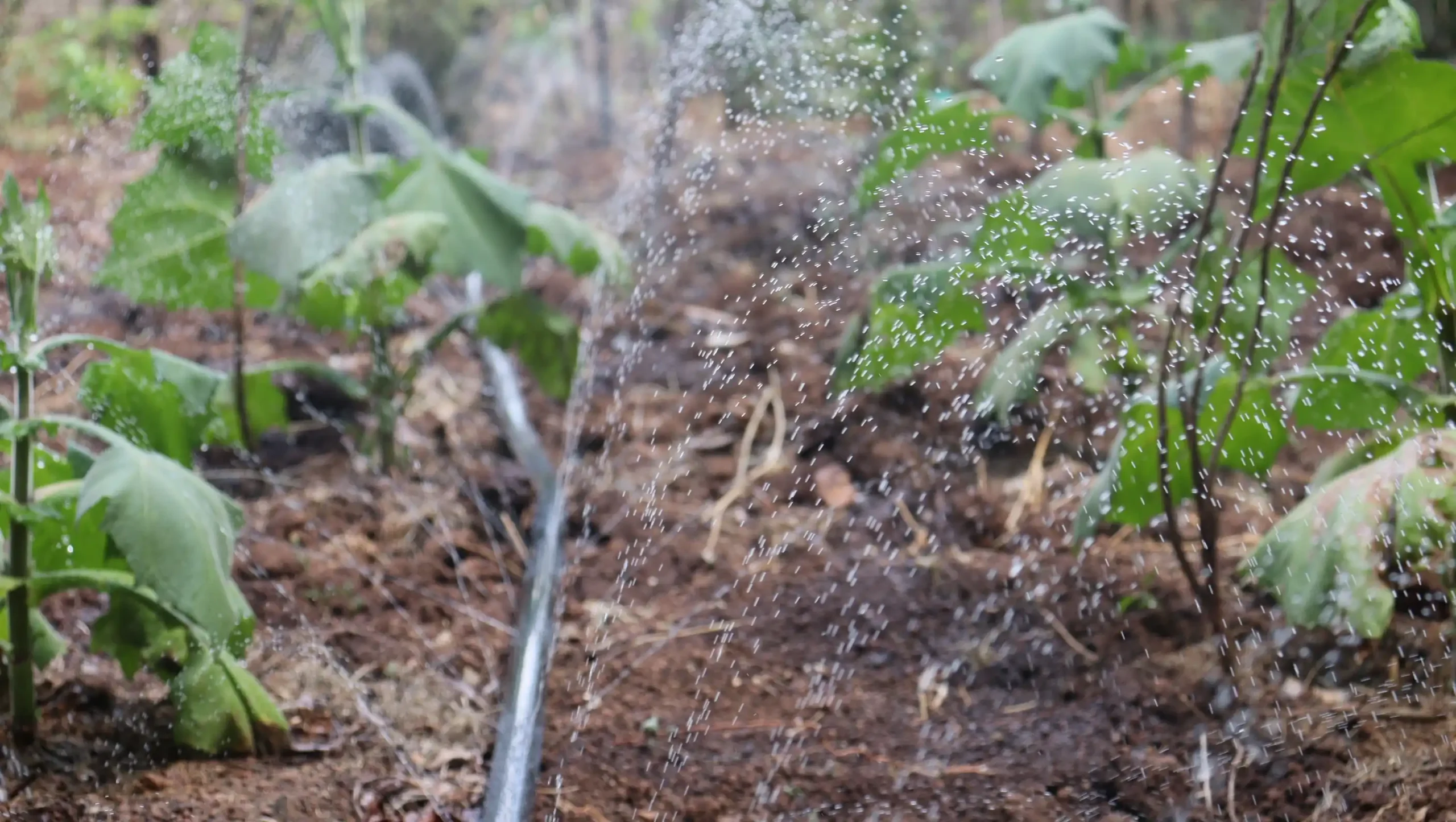 Cost-Effective Rainhose Irrigation by Aqua Hub Kenya
