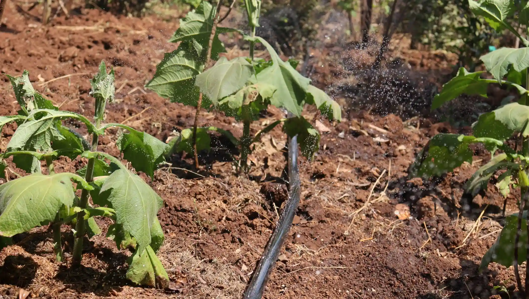 Watering crops with best hose by Aqua Hub Kenya