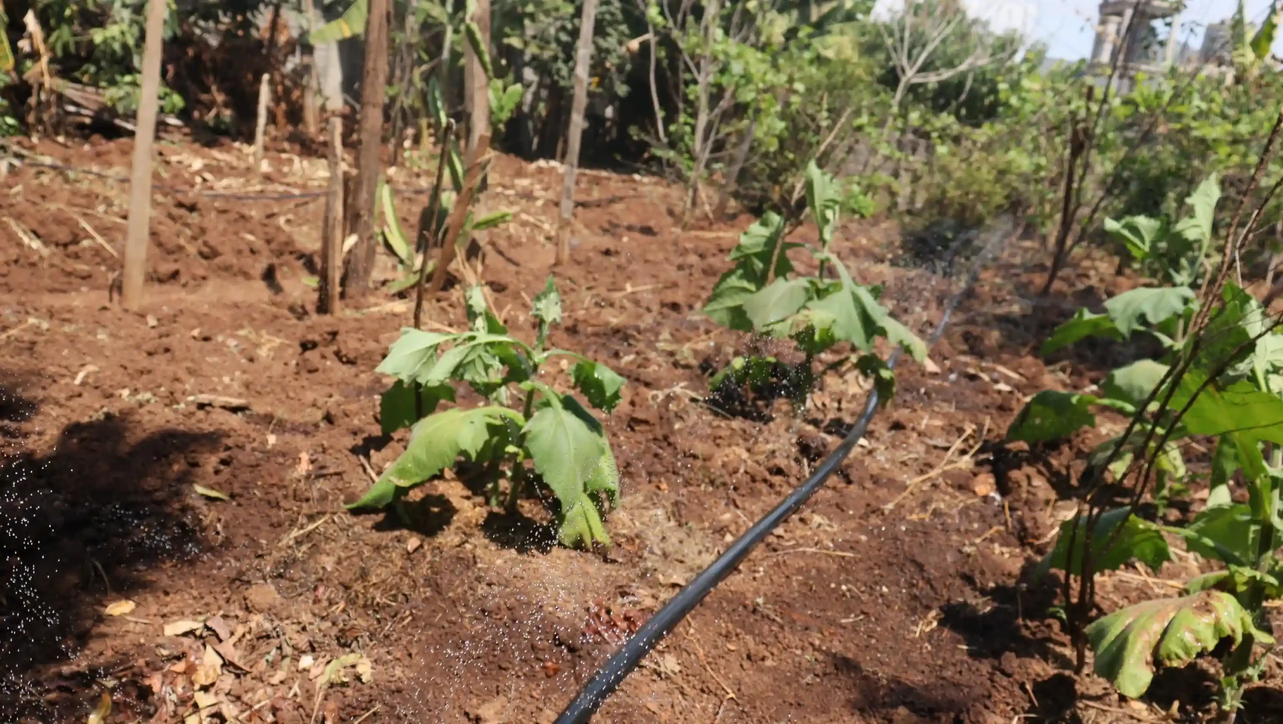 Best spray irrigation method by Aqua Hub Kenya