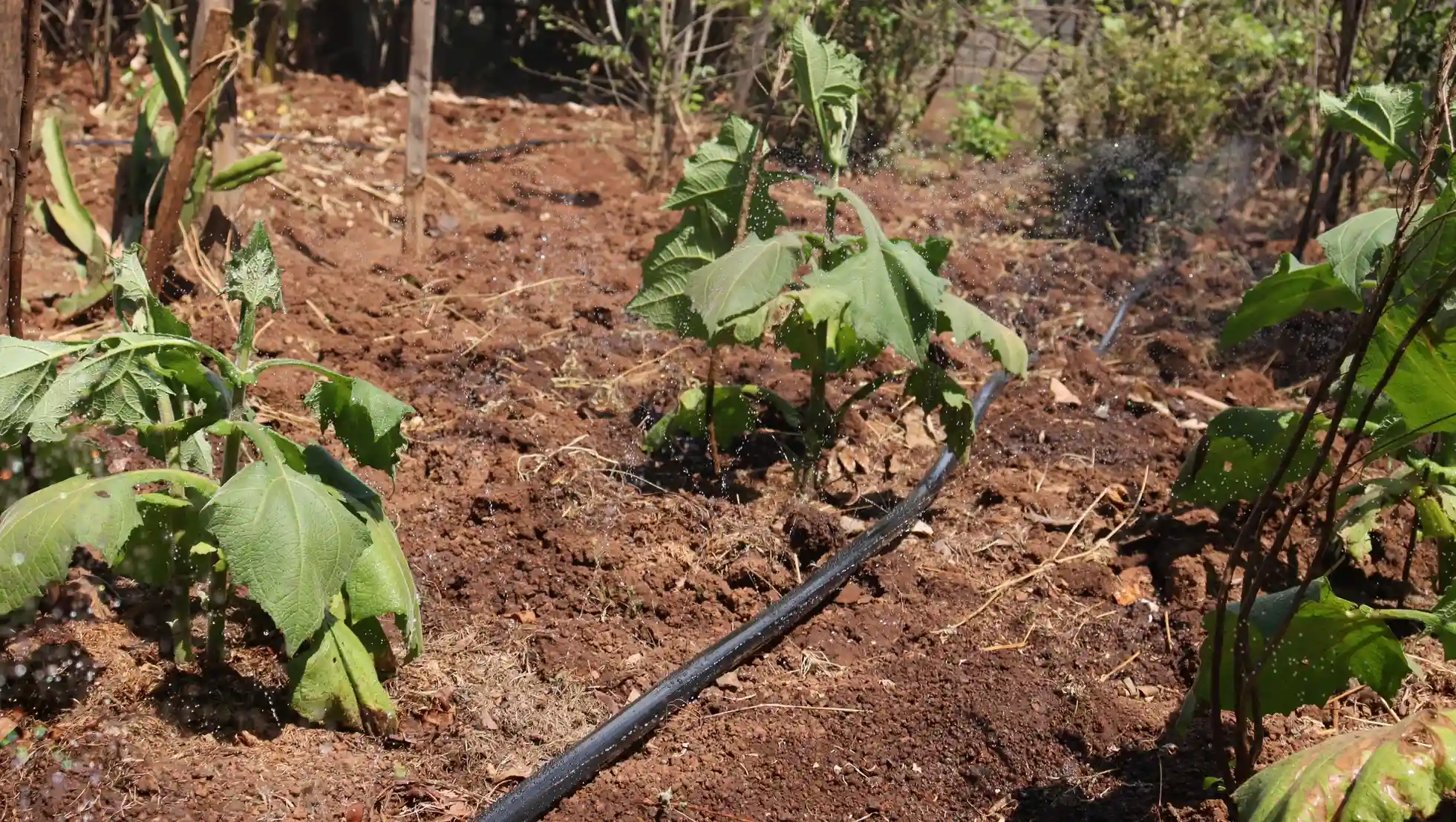 Vegetable growing with rain hose irrigation
