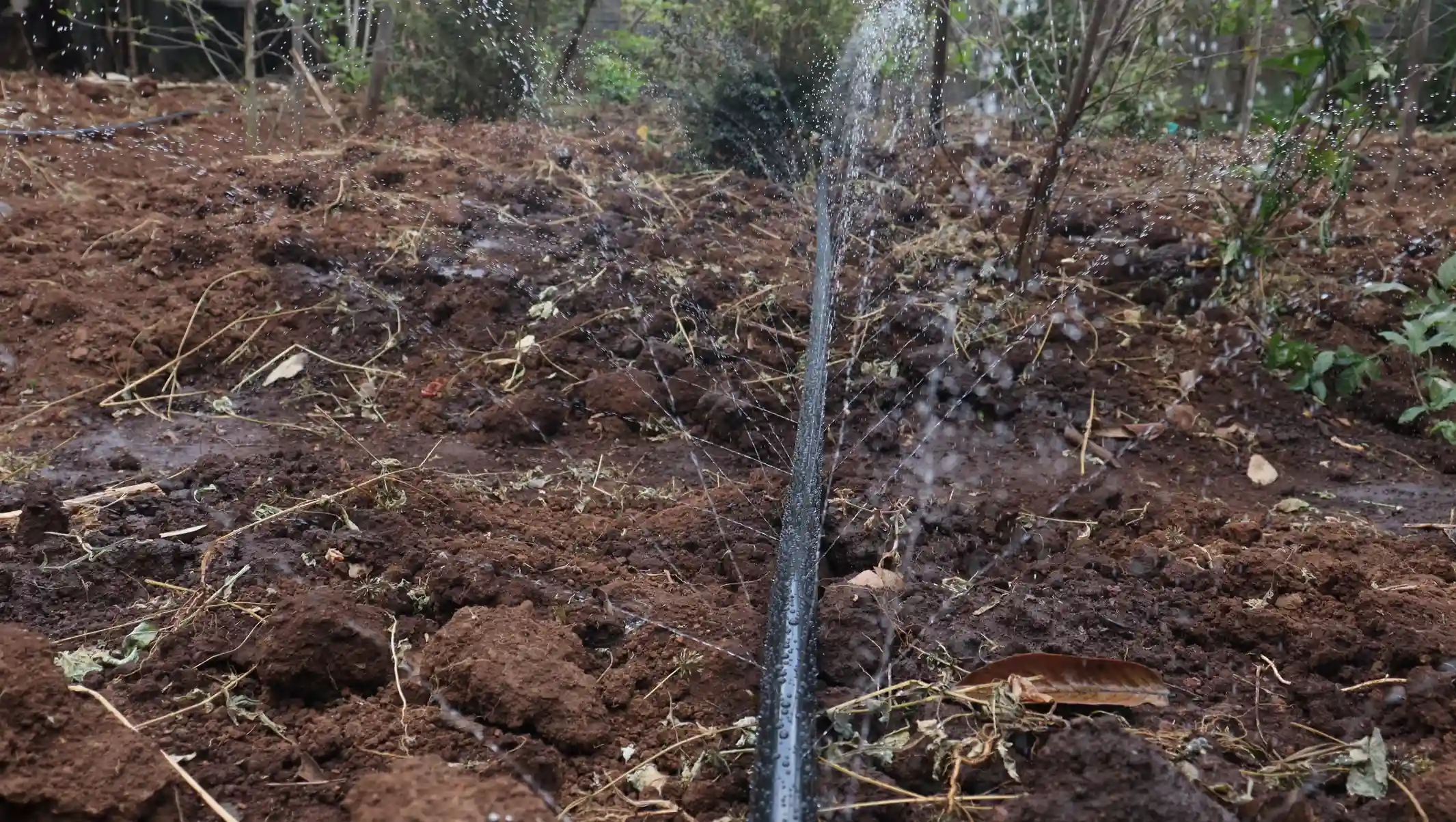Farm watering using rainhoses by Aqua Hub Kenya