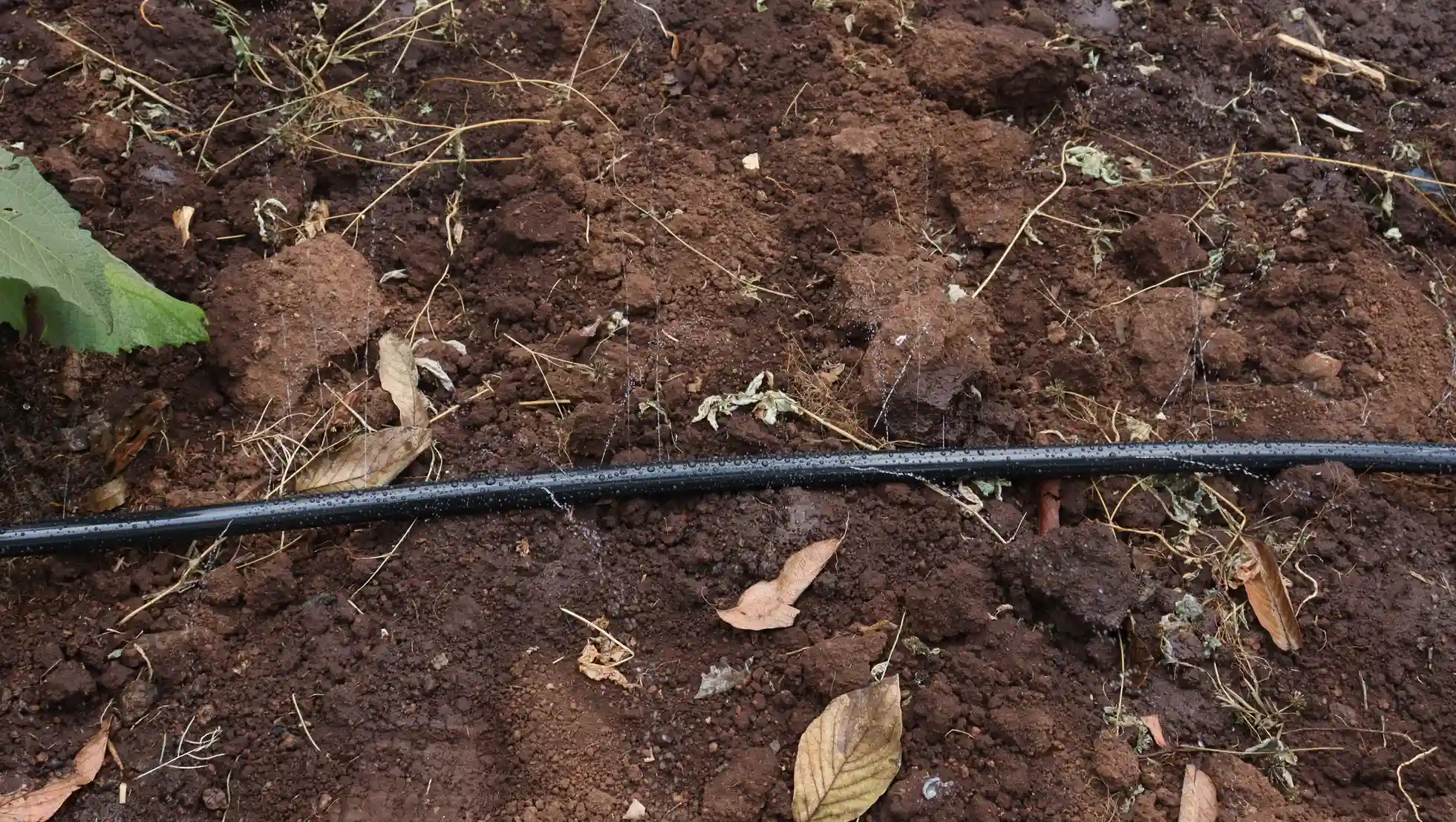 Rain hose irrigation in Kenya