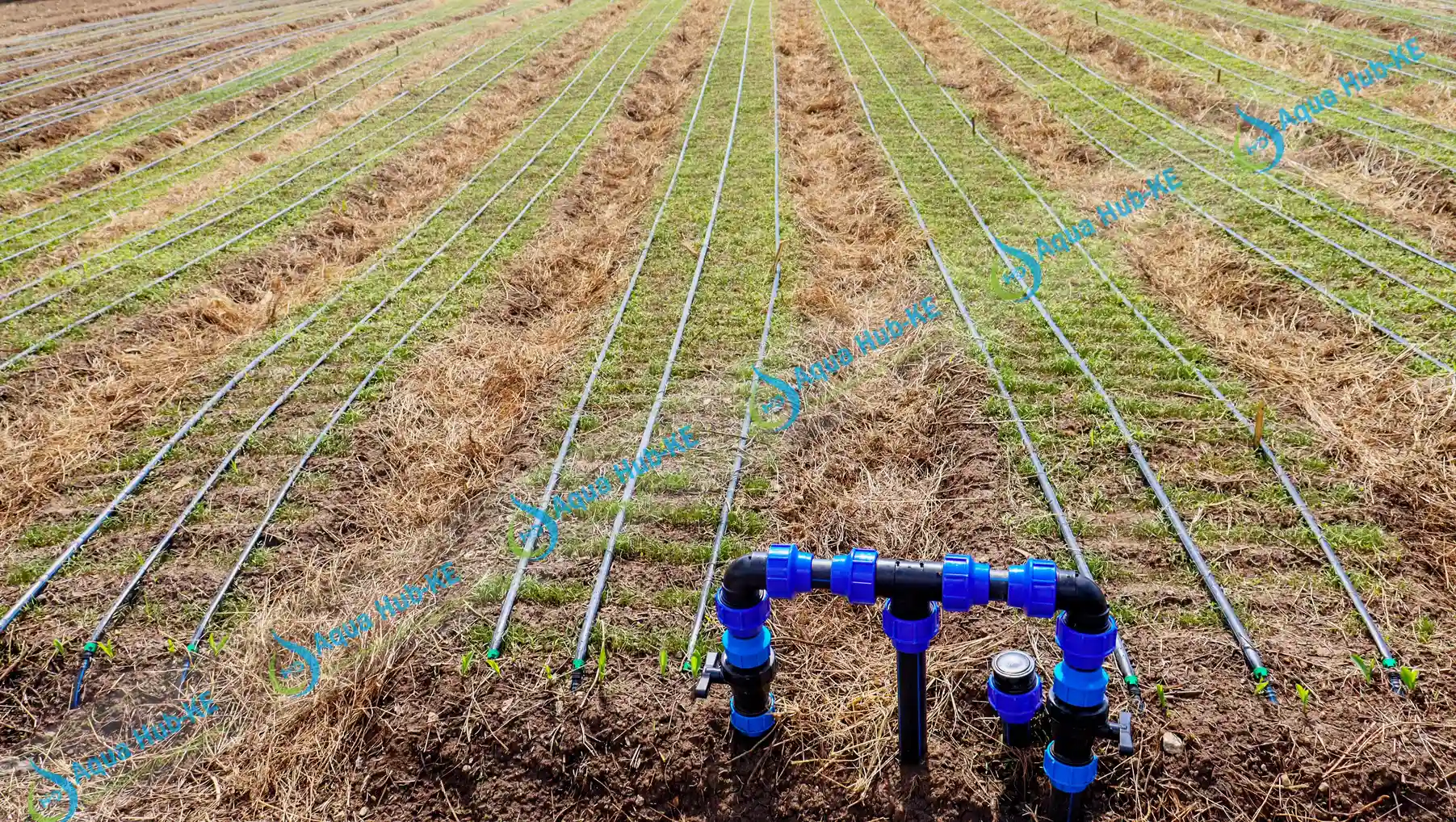 Drip irrigation systems by Aqua Hub Kenya