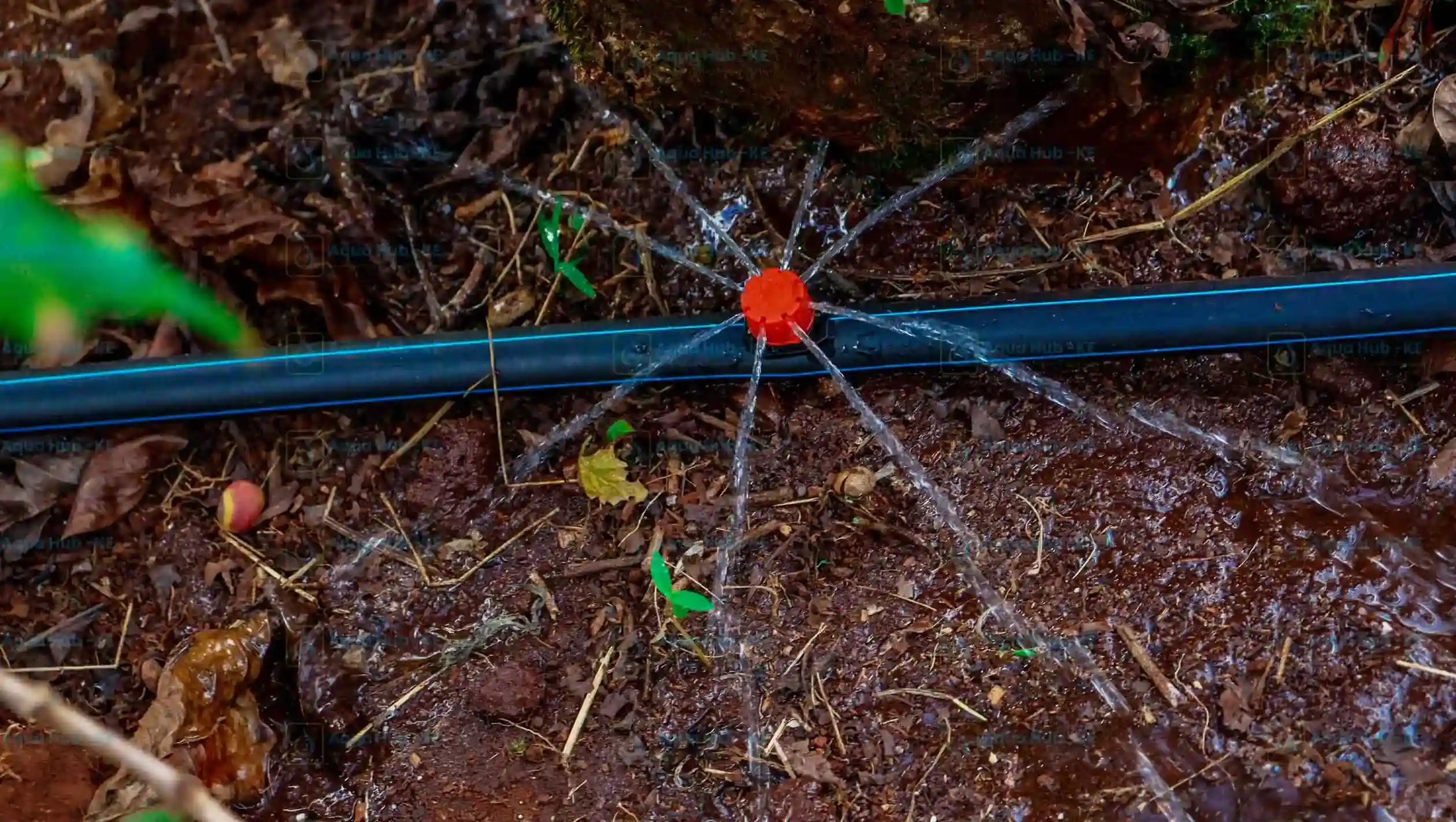 Button dripper irrigation by Aqua Hub Kenya