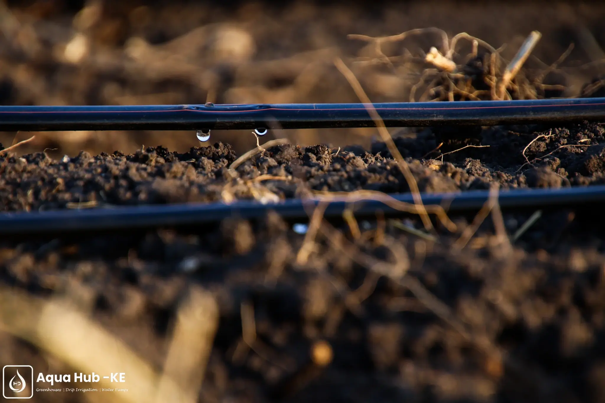 Closeup on drip irrigation in Kenya