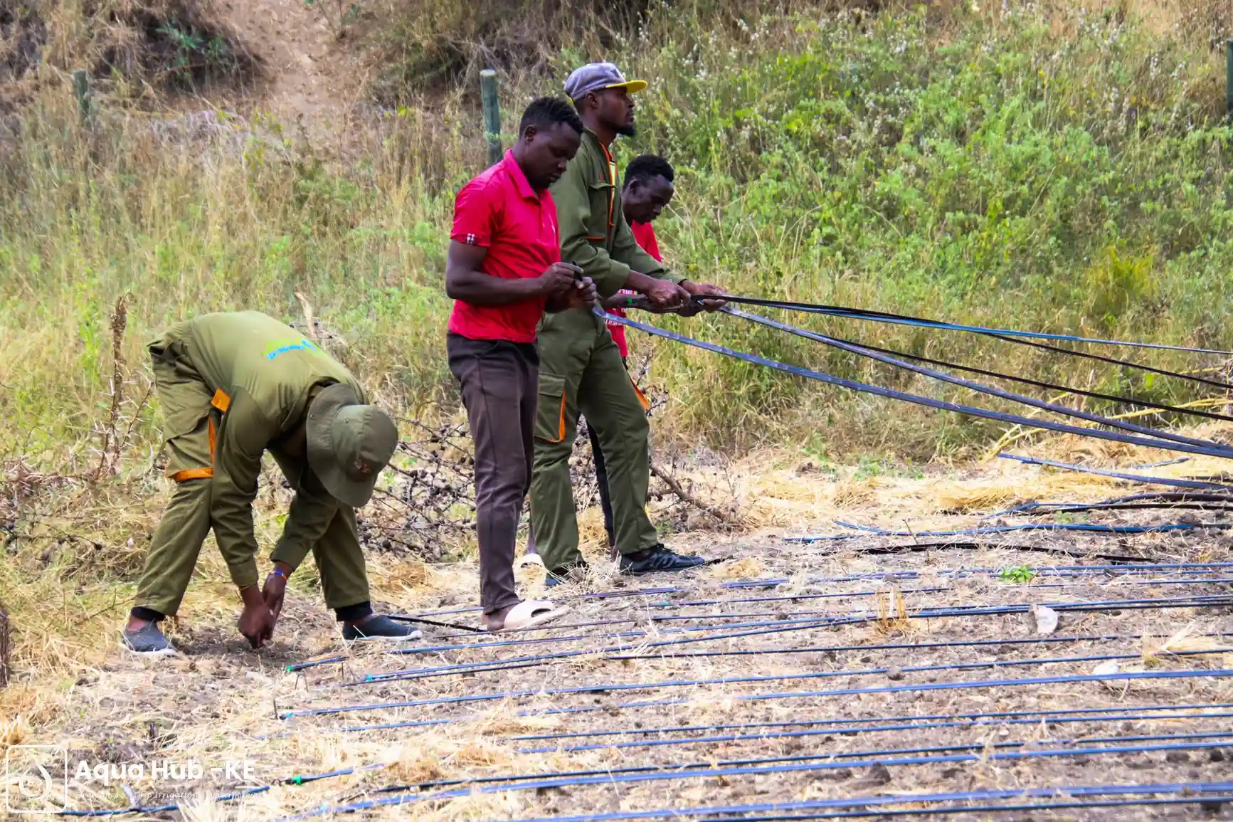 Drip irrigation for avocado installation in Kenya