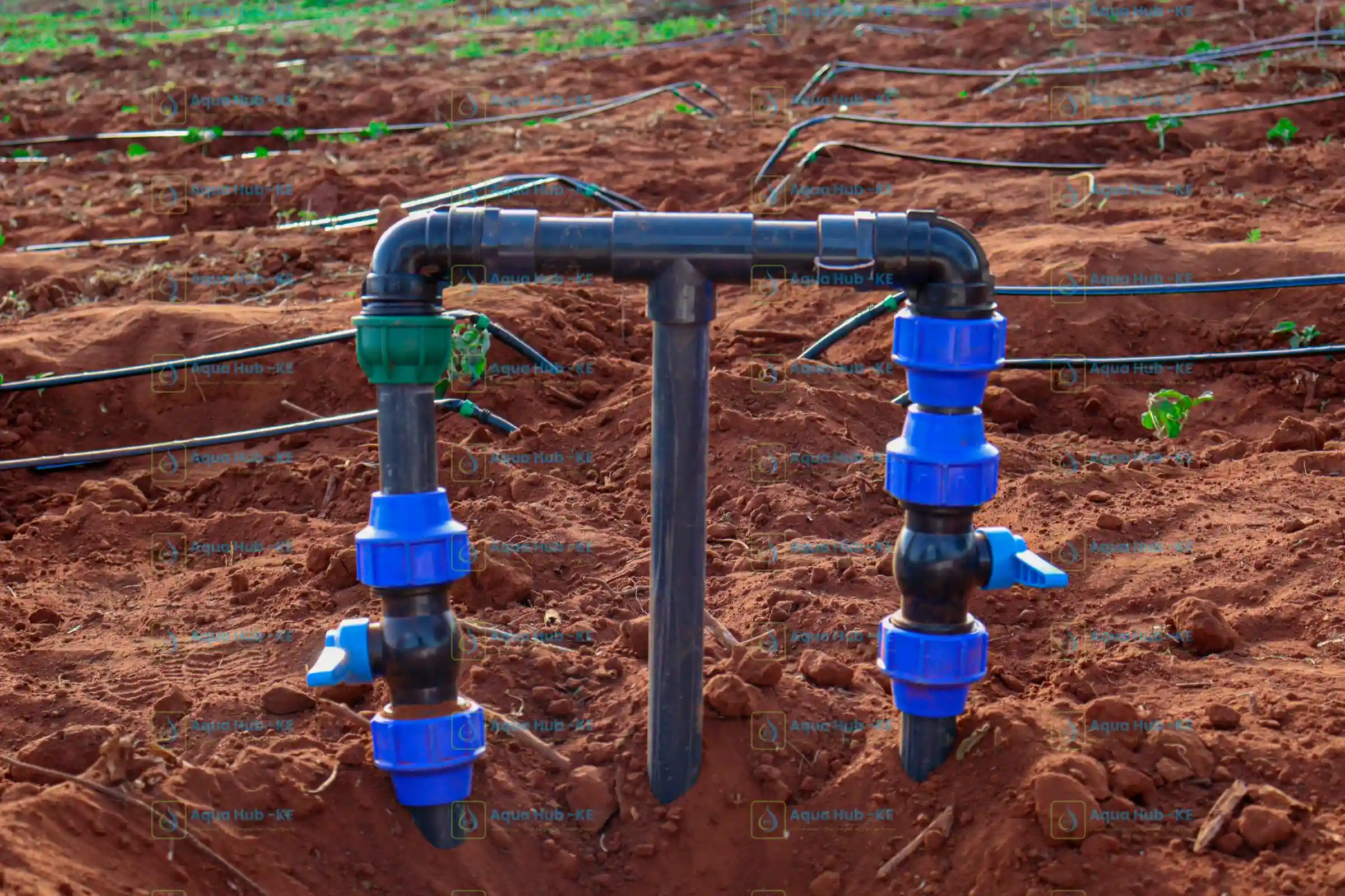 Drip line installation in Kenya