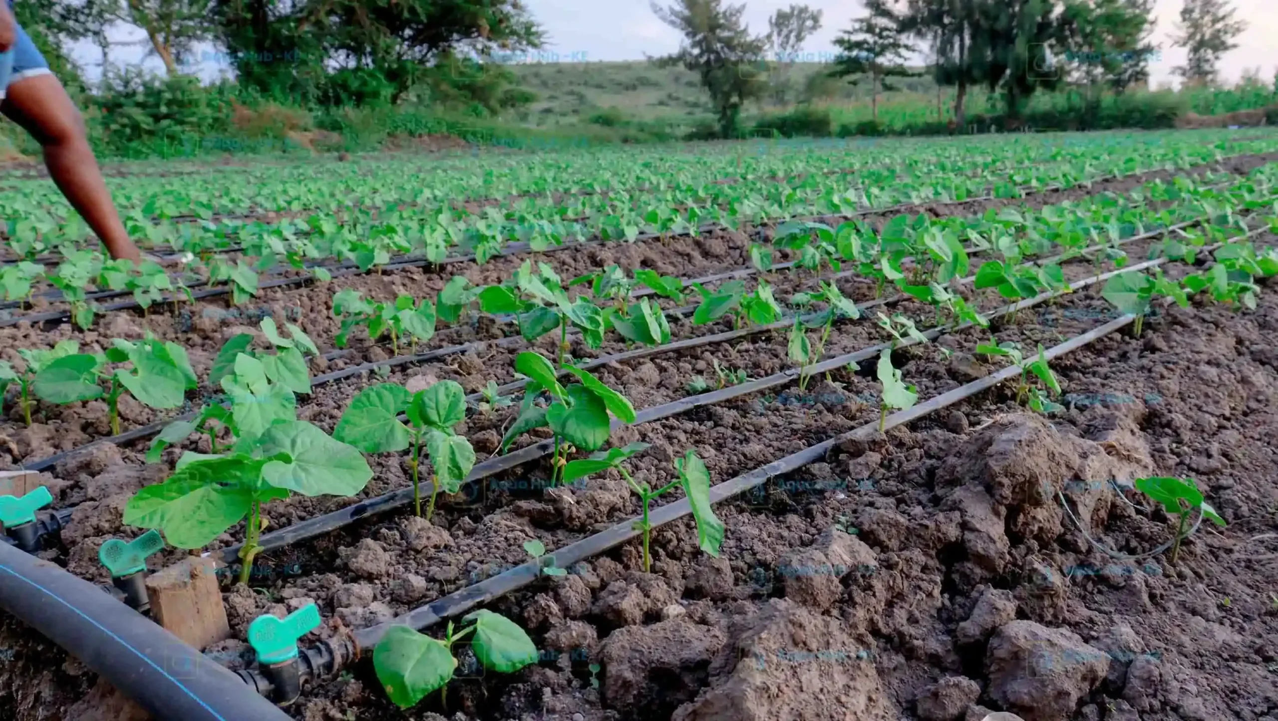 Beans growing under drip system by Aqua Hub Kenya