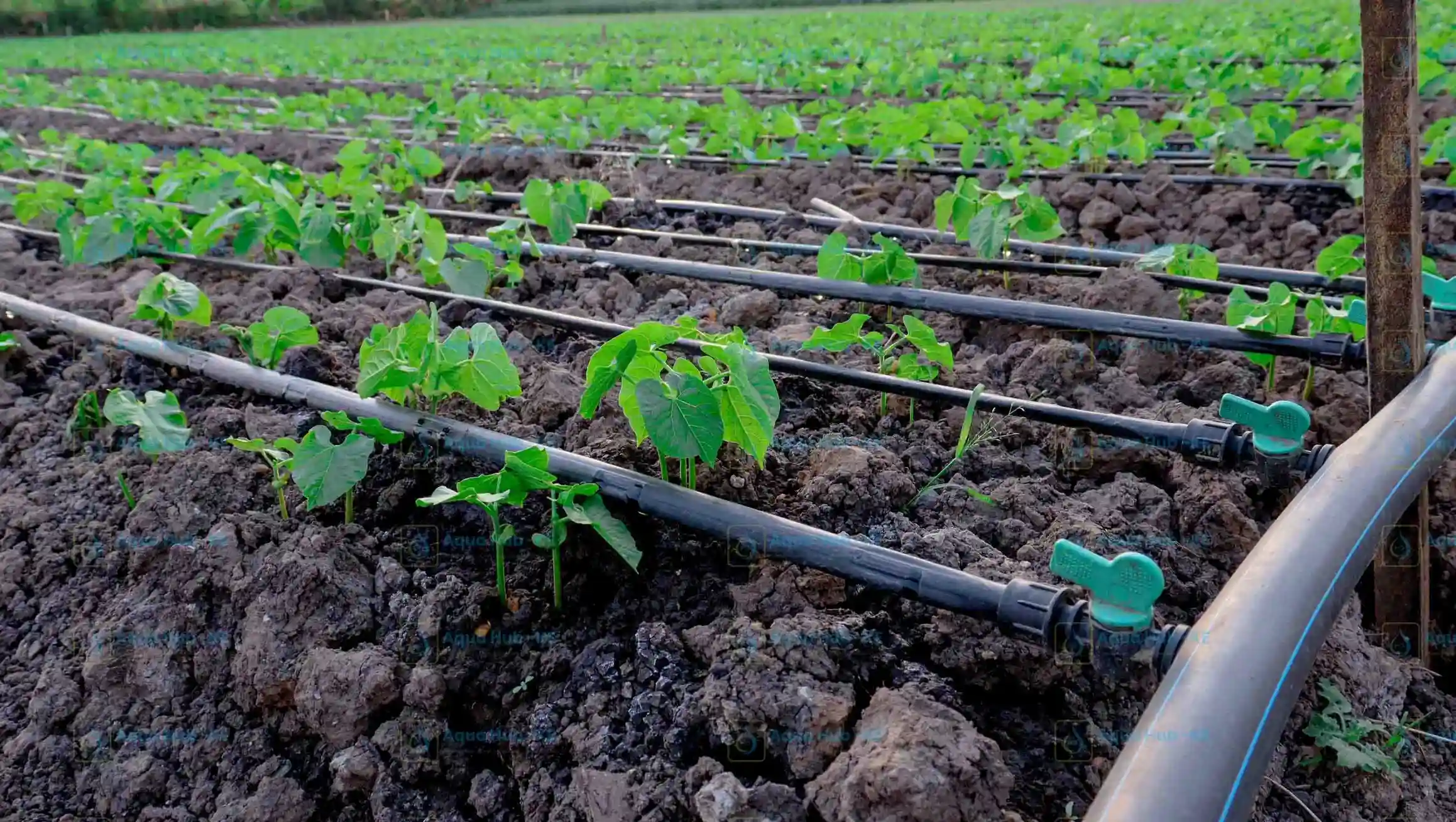 Drip irrigation for crops
