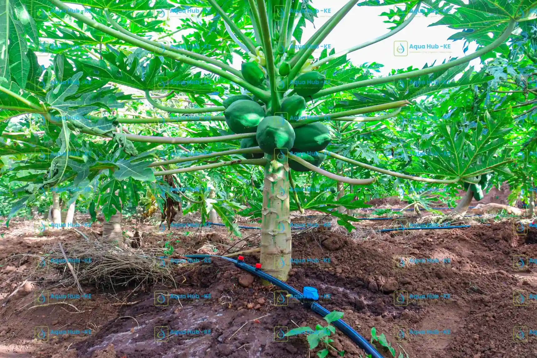 1 Acre Button Dripper Kits for Orchards in Kenya