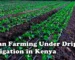 Bean Farming Under Drip Irrigation in Kenya