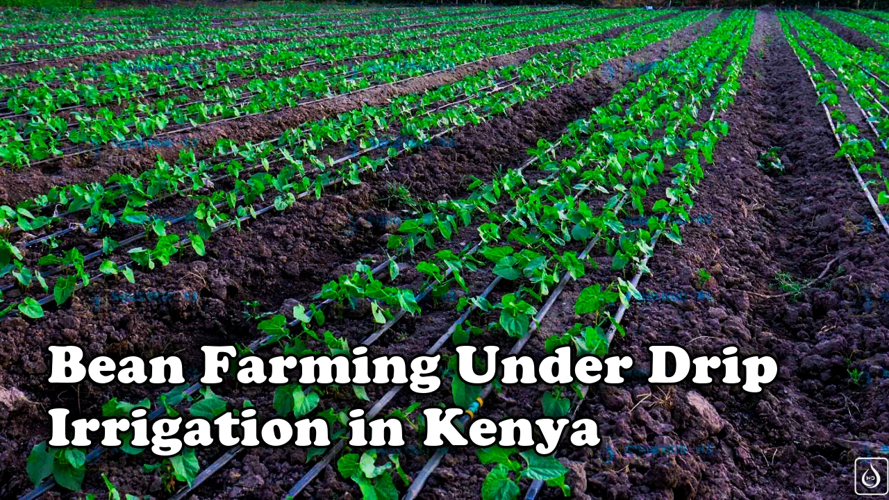 Bean Farming Under Drip Irrigation in Kenya