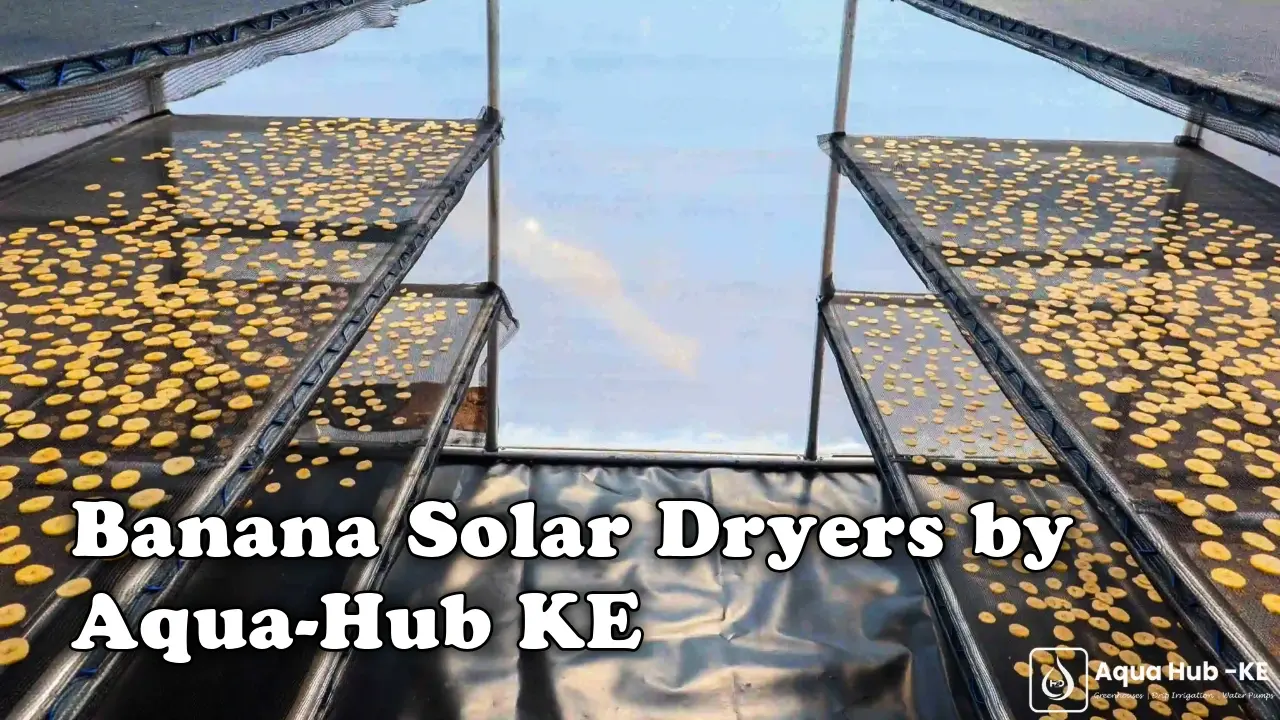 Banana Solar Dryers in Kenya